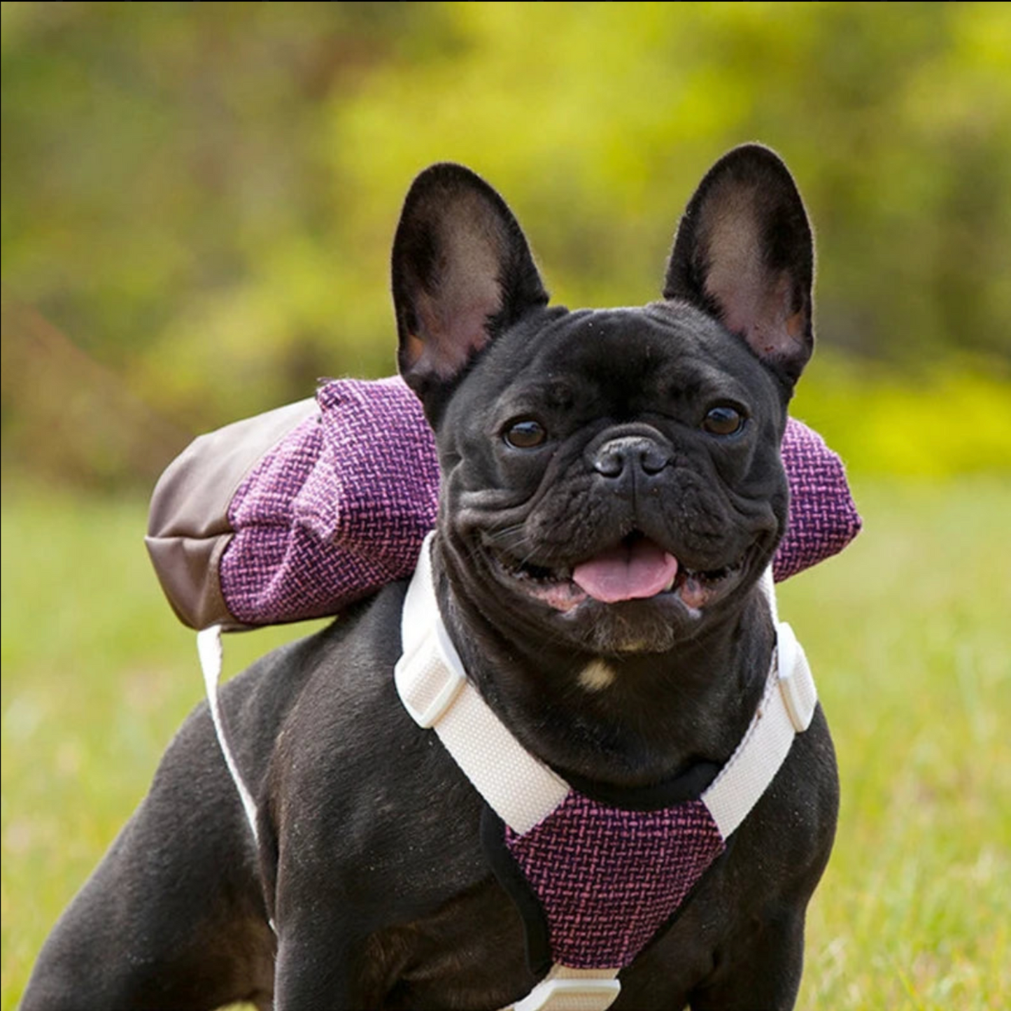 Pink Honey Backpack Harness